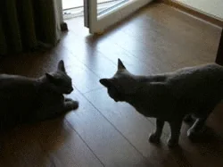 russian blue cat