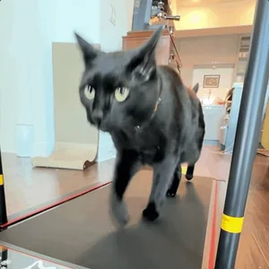 Кот Фитнес Животные