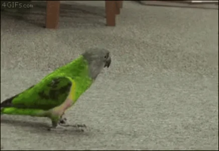 Bird Птица Птицы