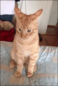 Wtf Реакция Gifif