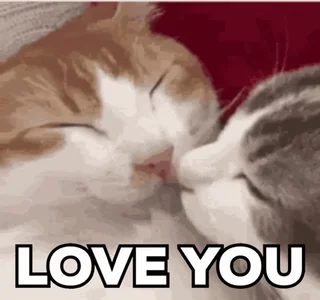 I Love You Cat
