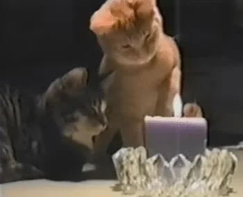 Cat Cats Pet