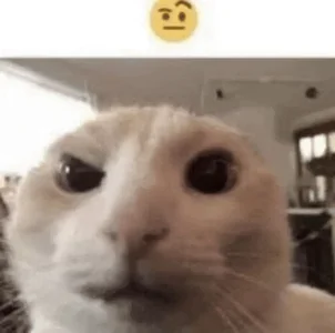 Confused Cat