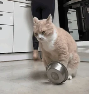 Кот Миска Еда