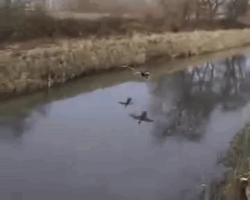 Лед Холодное Сердце Кряква