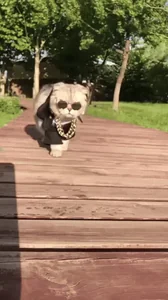 Cat Sunglasses