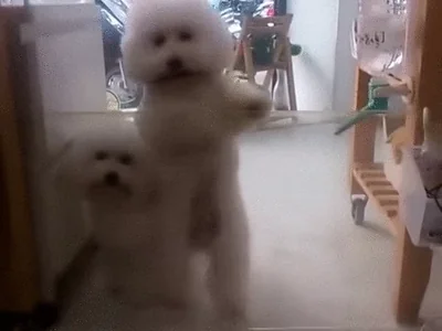 Disco Dancing