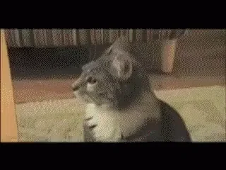 Шок В Шоке Котик