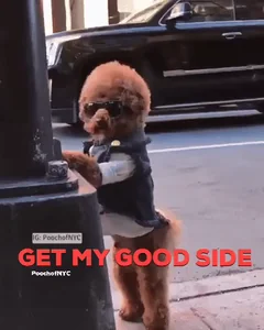 Dog Smile