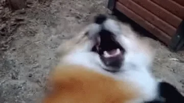 Cute Fox Adorable
