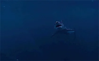 Акула Море Круто