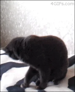 shocked cat