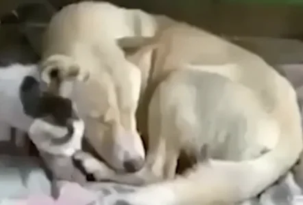 Dogcat Cat And Dog