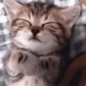Котик Спать Спит