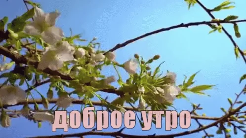 доброе утро с добрым утром цветы