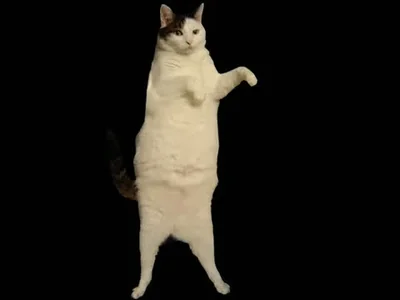 Хорошего Дня Доброе Утро Коты