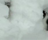 Снег Зима Котик