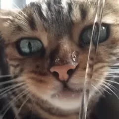 口渴，渴，喝水，猫咪