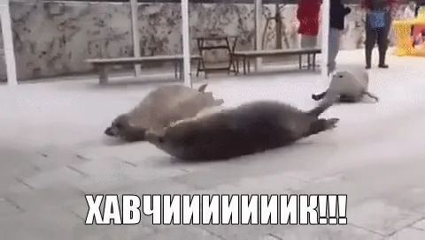 хавчик тюлень голодный есть еда голод животные