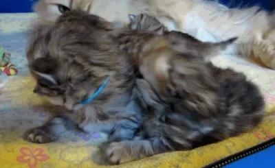cat