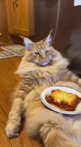 Fat Cat