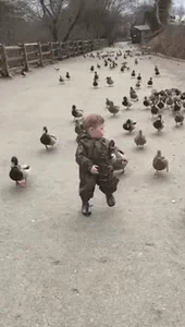 ducks running