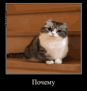 Кот Почему Причина Тряски