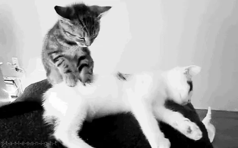 Spa Day Котик Кошка
