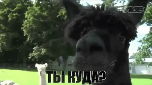 альпака лама мило животное ты куда где не уходи