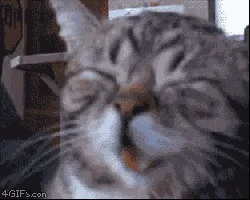 Смех Cat Love Смешно