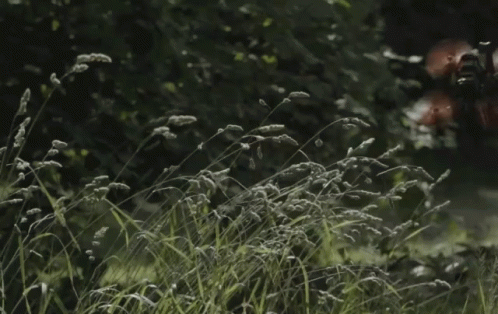 Cutting Grass Drl ГИФ на GIFS.RU