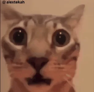 Surprised Cat