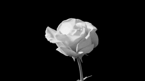 Black And White Flowers ГИФ на GIFS.RU