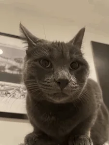 Кот Класс Ок