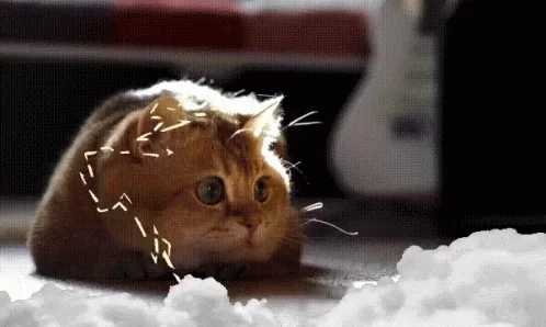 Cat Lightning Cats