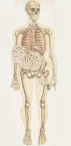 human body health