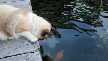 Прикольно Зверушка Рыба