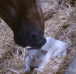 Лошадь Конь Котики