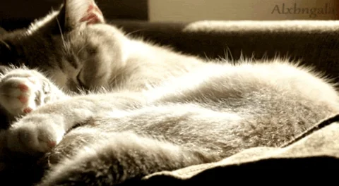 Котик Кошка Кот
