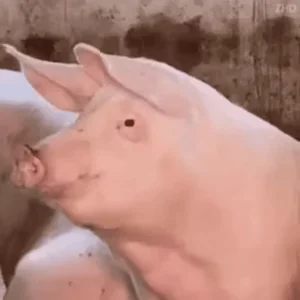 Свинья Свин Реакция