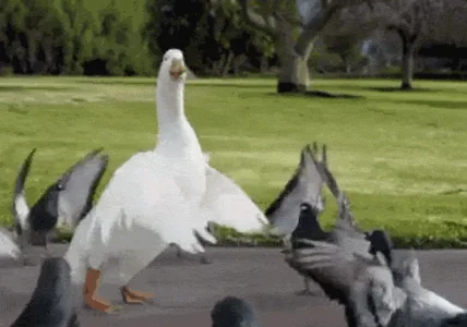 Утка Птица Танец