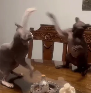 Instagram Fighting