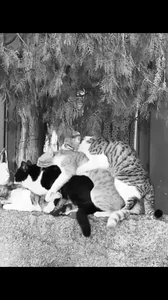 Четверо Коты Кошки