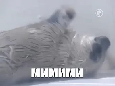 тюлень мимими милашество мило аввв животные