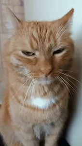 Кот Орет В Телефон Котик Мем С Котом