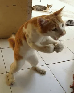 Cat Fighting