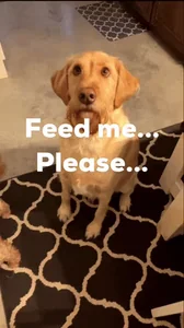 Feed Me Lol