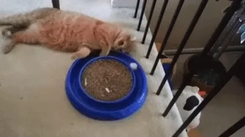 Кот Котик Грустно