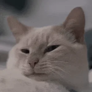 Кот Зевает Кошка