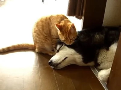 cat